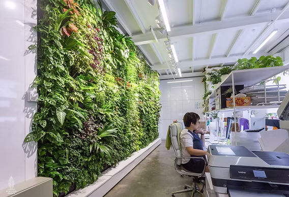 Ofis Bitkilerinin Psikolojik Etkisi Yeşil Görmek